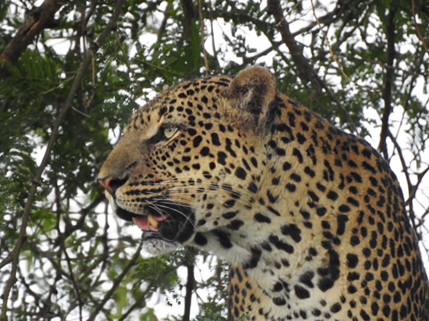 Uganda luxury tour