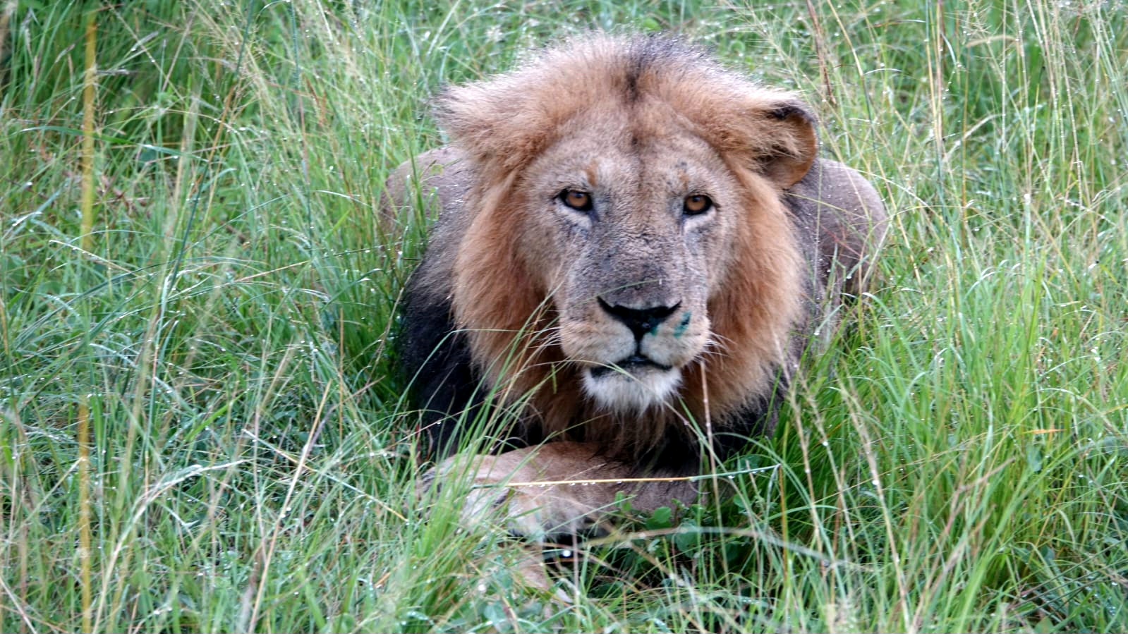 Uganda Safari Tour