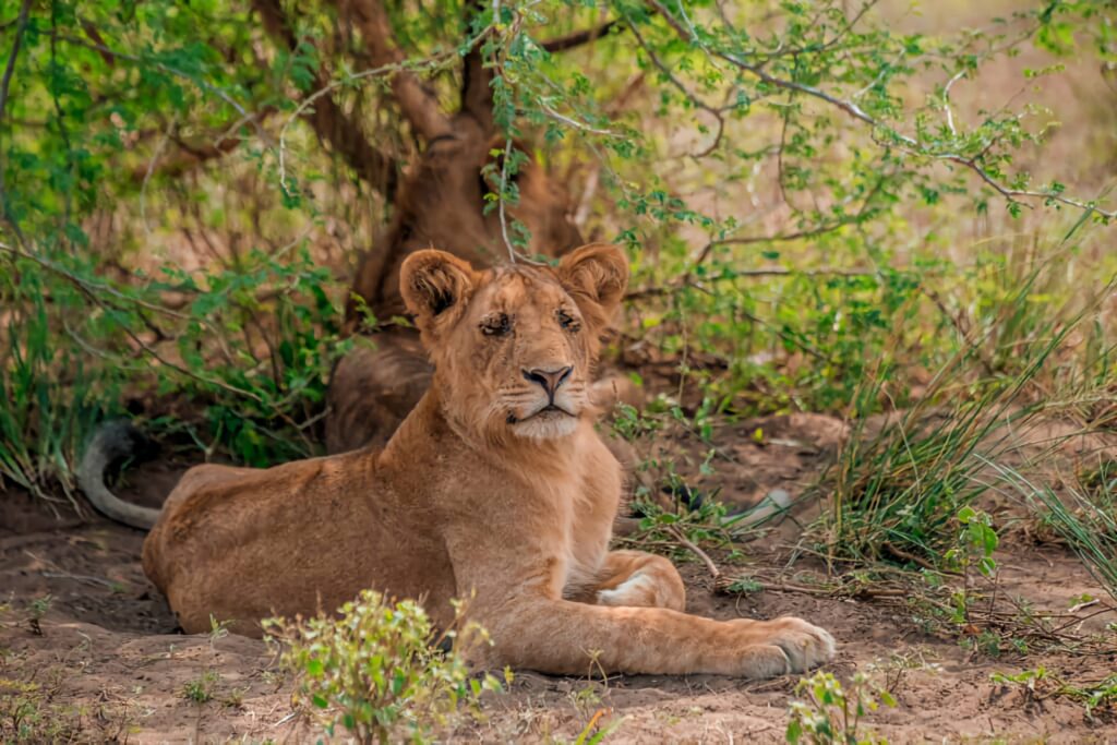 best Uganda gorilla tour