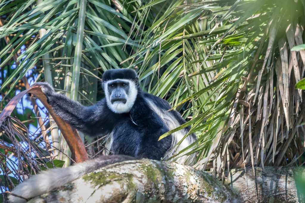 gorilla tours uganda