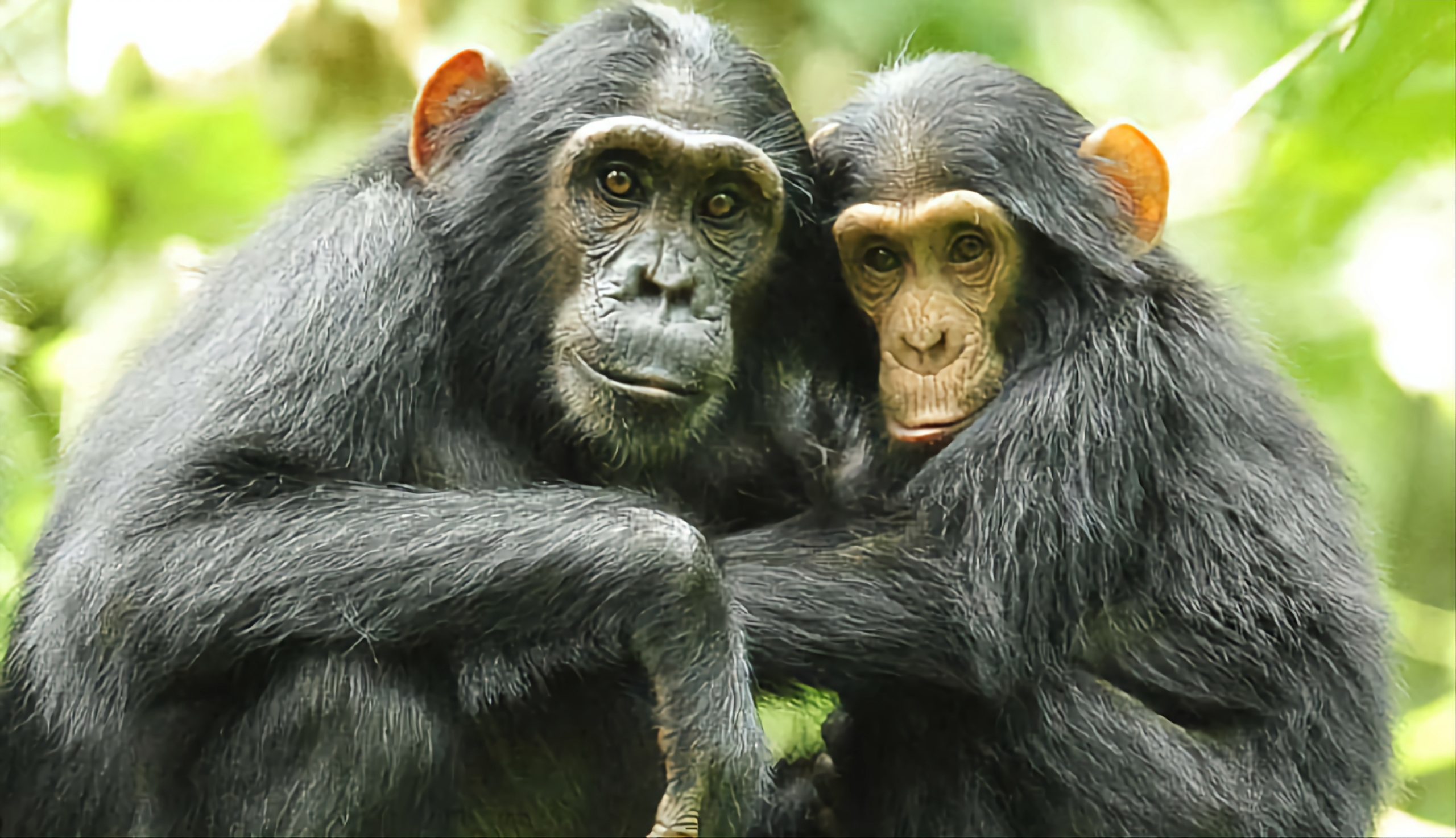 Uganda private tours