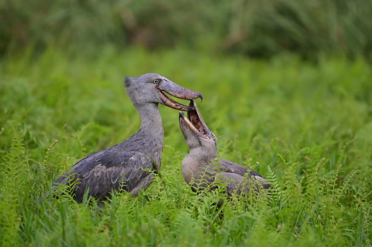 2 days Lake Mburo Tour