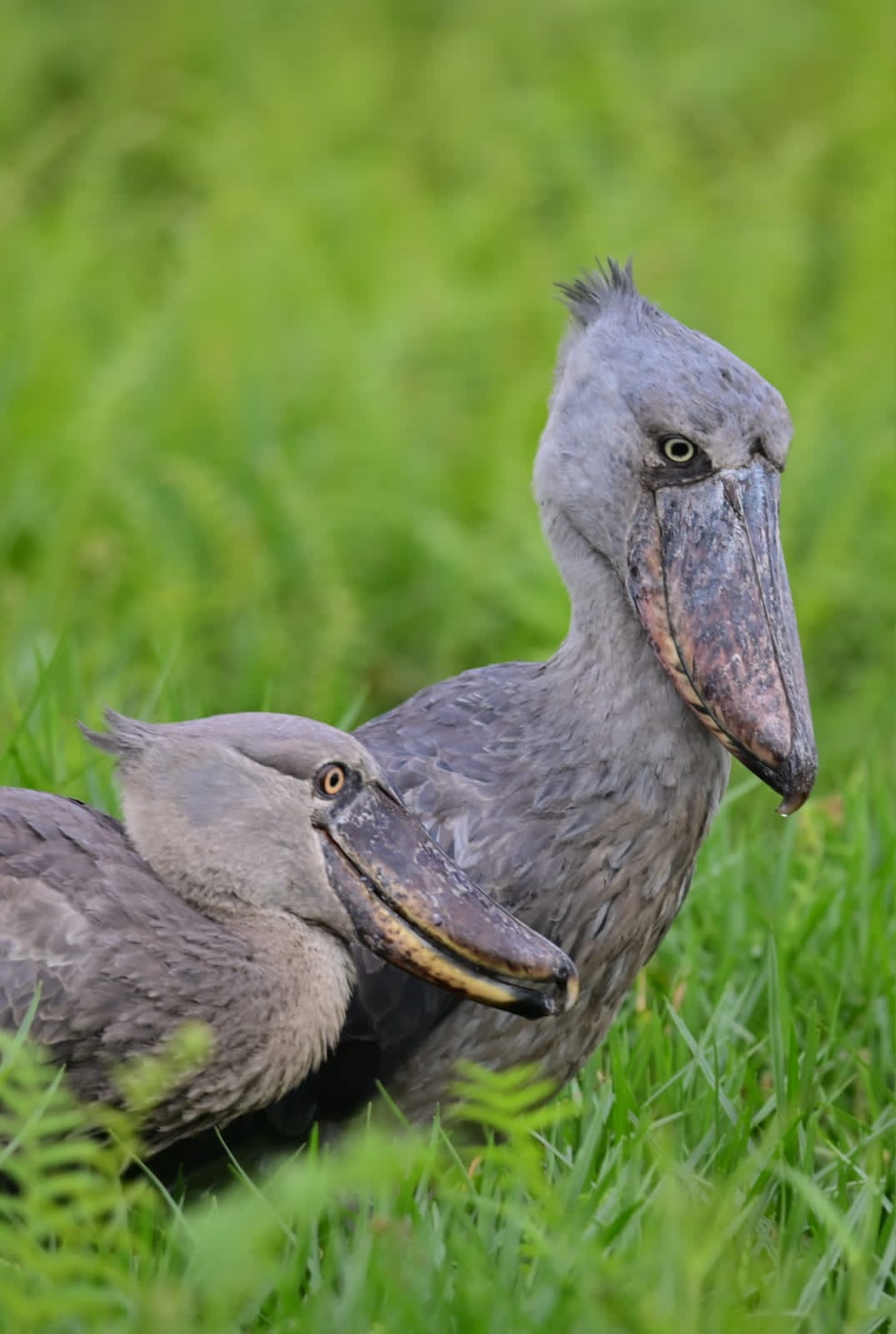 Uganda wildlife tour