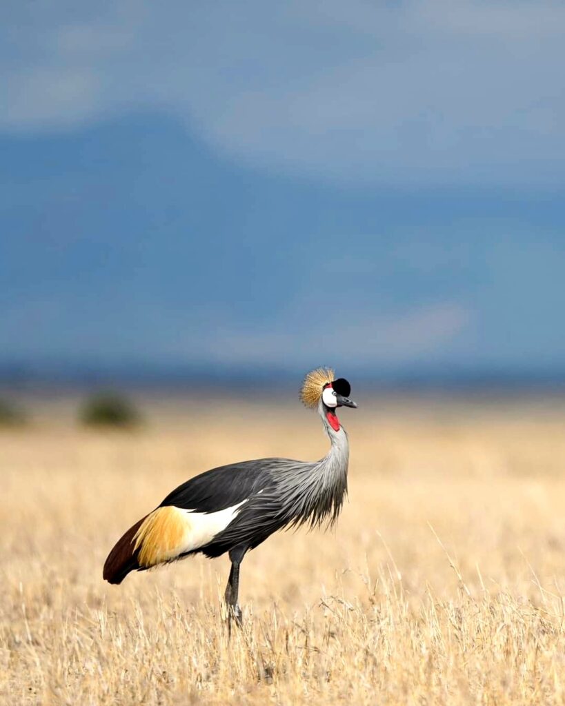 Uganda wildlife tour