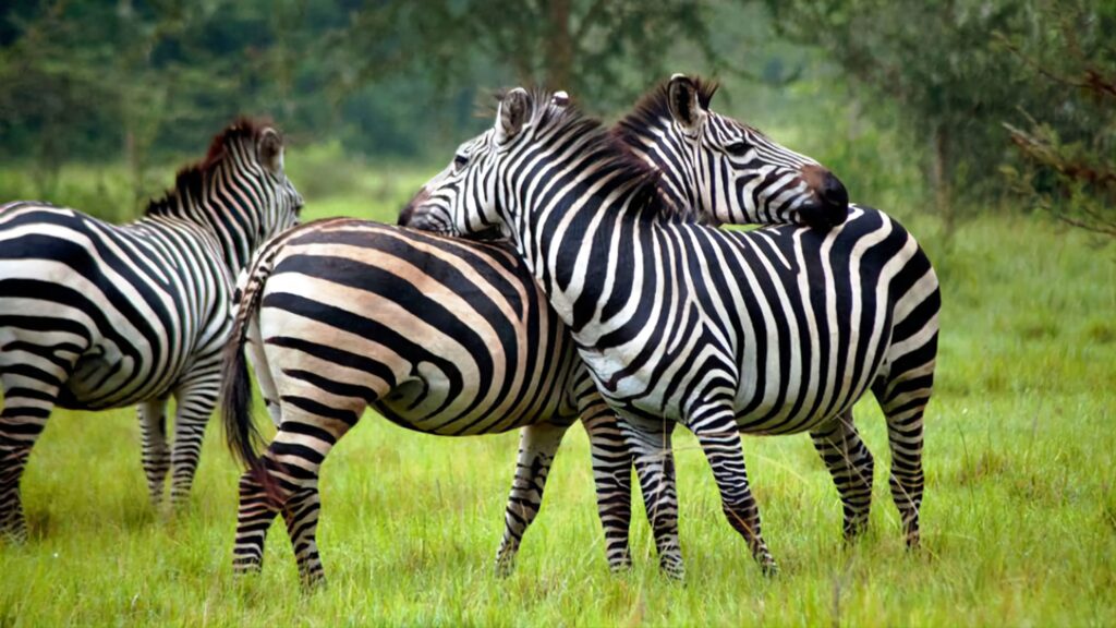 lake mburo safari
