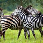 3 Days – Lake Mburo Safari