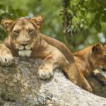 Queen Elizabeth National Park