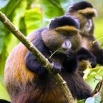 10 Days Uganda Luxury Primate Safari